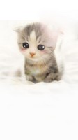 descargar wallpaper de animales